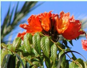 מתחלית פעמונית (Spathodea campanulata) - צמח צרכן מים