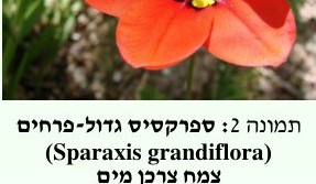 ספרקסיס גדול-פרחים (Sparaxis grandiflora) - צמח צרכן מים
