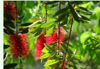 קליסטמון מין לא ידוע (Callistemon sp.) - צמח חסכן במים